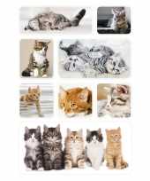 72x poesjes kittens stickertjes voor kinderen